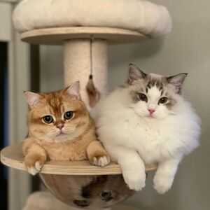 Meet your Posher, Fangyu